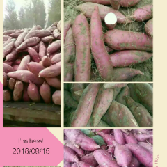 开封市开封县红薯抓住商机无限