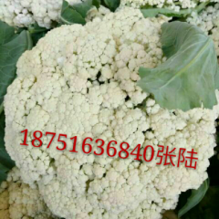 河口镇白面青梗松花菜  有机花菜大量上市