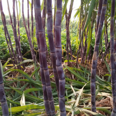 黑皮甘蔗有需要的老板联系哦