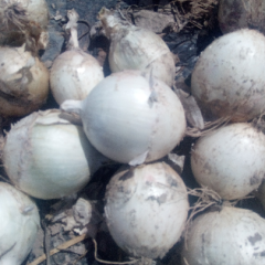 圆葱（卡木一）洋葱白葱，个大