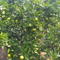 宜昌蜜橘果面光滑皮薄肉细无渣