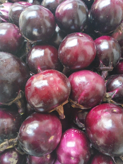 12元/斤 大红袍圆茄5两以上,茄子量大,消路不好价钱实在是太低,全国