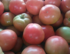 河南地区最大的粉红果 西红柿基地