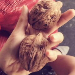 陕西渭南市大荔县范家镇脱皮核桃