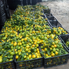 叶橘货源充足，量大从优