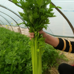 东昌府于集杨金钟5月山芹芹菜