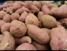 山东省莒南县现有大量红薯上市了
