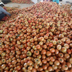 本人求购全国大棚大红西红柿