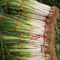 靖远河靖路怀坤9月长白大葱