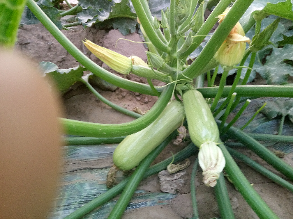 本地油葫芦上市了,还有一星期大量上市_西葫芦价格行情_蔬菜商情网