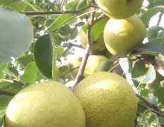 大量供应砀山酥梨，绝对的保质保量