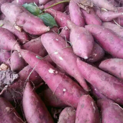 大量龙薯九号红薯上市，沙土地种植口感面甜