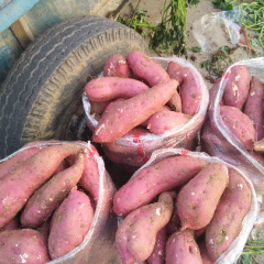 南阳红薯产销两旺,唐河邢海褔诚信合作