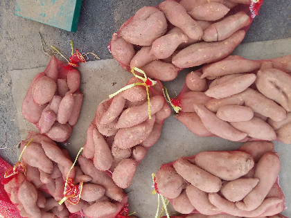 供应:徐薯18号环境无污染,地势海拔高