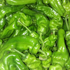 费县九月下旬秋延迟大棚辣椒已上市