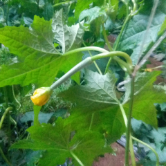 今年鲜花丝瓜种植面积少  早期质量一般