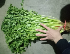 青岛冷库储存大叶香菜，株高55～60公分