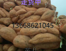 夏津县地瓜交易市场大量供应各种地瓜，地瓜苗