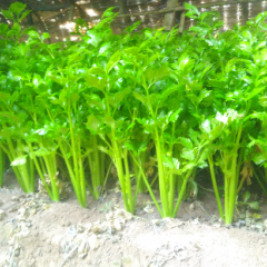 砀山我出芹菜苗新鲜上市，大量供应中