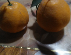 彭山年产各类柑橘 耙耙柑