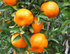 椪柑果实橙黄鲜艳，果肉脆嫩多汁