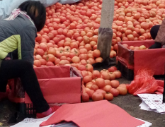 【产地直供】费县硬粉西红柿，质量好硬度高供应超市各大市场一手货源