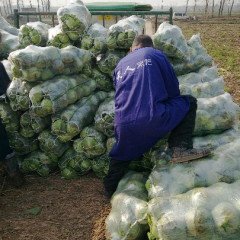 嘉鱼甘蓝营养丰富,潘家叶经理诚信合作