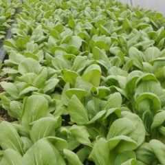 太和县主产上海青大棚白菜菊锦