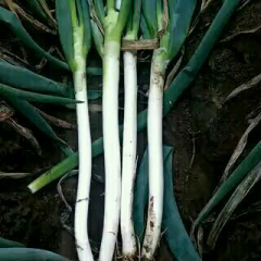 铁杆大葱长年有货，代收土豆，白菜，菜花