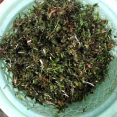 限量供应野生荠菜～露天生长