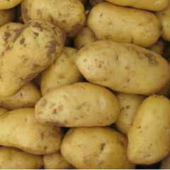 荷兰土豆大量上市中，土豆质量好