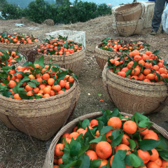 广西荔浦优质高山砂糖橘：修仁镇黄恒基