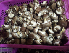 河北省唐山市遵化市808品种香菇，白灵菇
