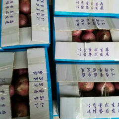 聊城优质二红洋葱原包