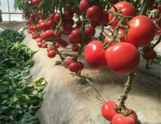 现在济阳硬粉西红柿上市了