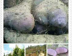 云南西双版纳紫山药鲜品和种薯