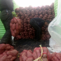 苏薯8号货大量足，保证满意