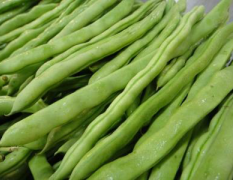辽阳四季豆质量好价格低每斤三元