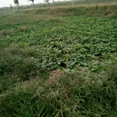 山东惠民县今年沿高速种植1000亩地瓜