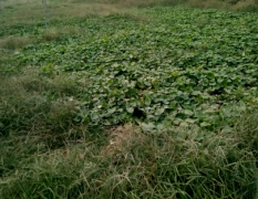 山东惠民县今年沿高速种植1000亩地瓜