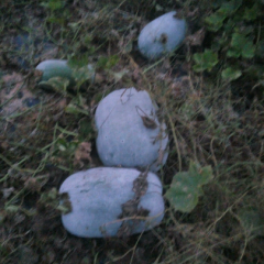 铁冠军冬瓜 白皮冬瓜这几天量大