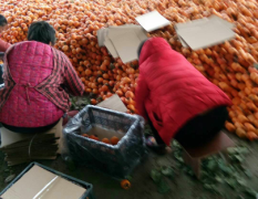 安徽砀山柿子大量上市了 牛心柿