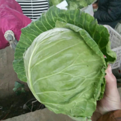 常年代收各种蔬菜，甘蓝