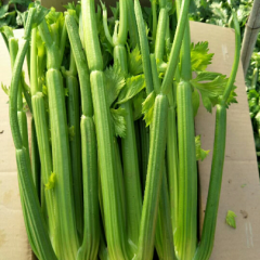 辽宁省～新民市西芹大量上市了