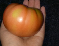 四川省会理县我们乡是近几年才种的西红柿