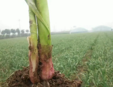 河南禹州红薯苗基地 大量出售优质红根蒜苗！