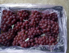 卢龙县库存葡萄大量上市