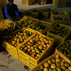 回峰蜜桔，皮,薄，肉脆