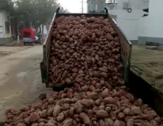 自家农庄出产商薯19红薯 个头匀称