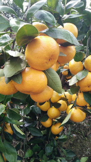 毛容的柑橘报价详情-绿果